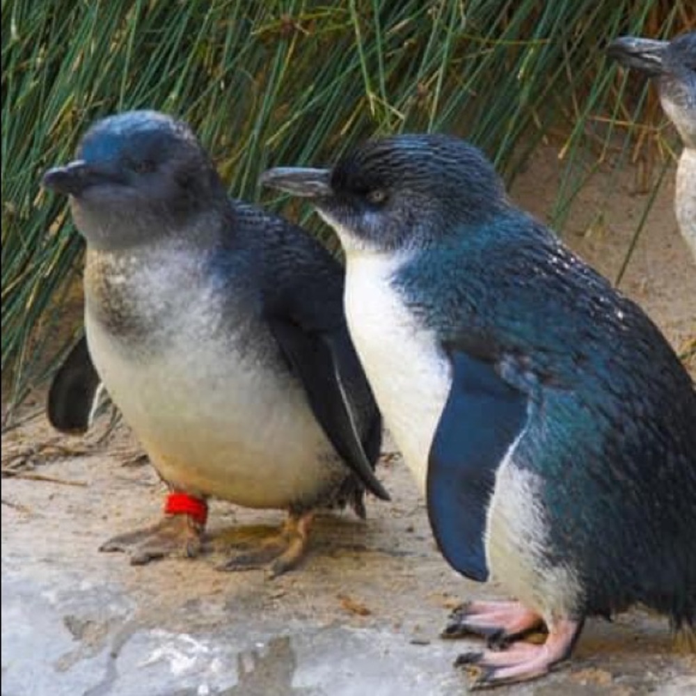 Meet your Posher, Tan